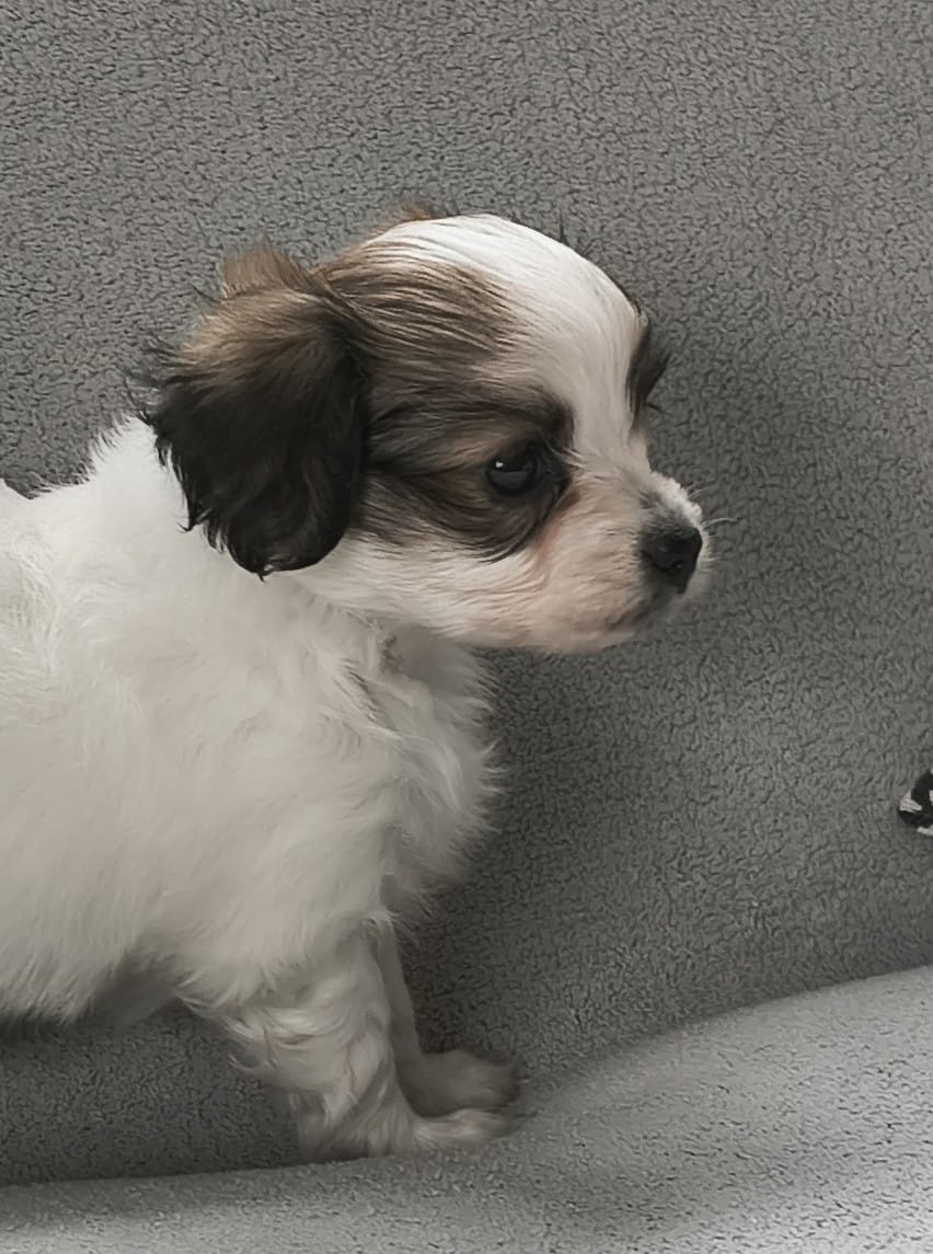 FORTUNA-Abrazo-Alado-FCI-phalene-2025-10-15-5-weeks-02