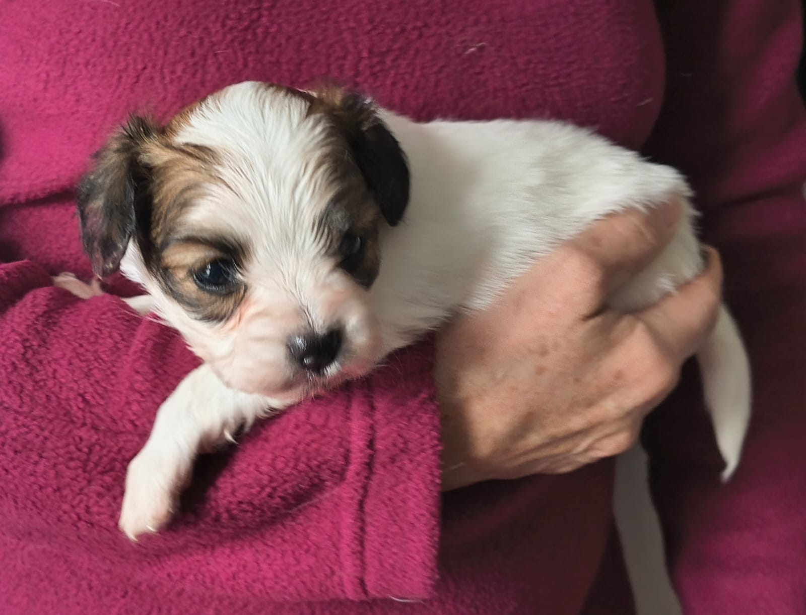 FORTUNA-Abrazo-Alado-FCI-phalene-pl-2025-10-05-1