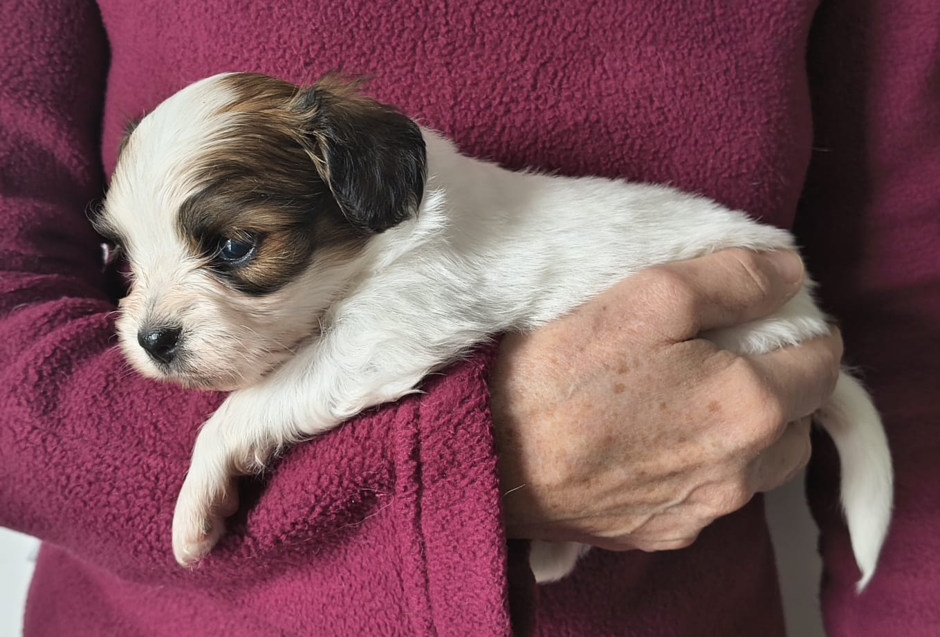 FORTUNA-Abrazo-Alado-FCI-phalene-pl-2025-10-05-2