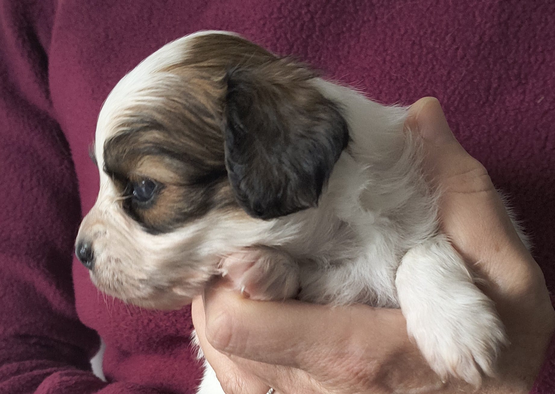 FORTUNA-Abrazo-Alado-FCI-phalene-pl-2025-10-05-3