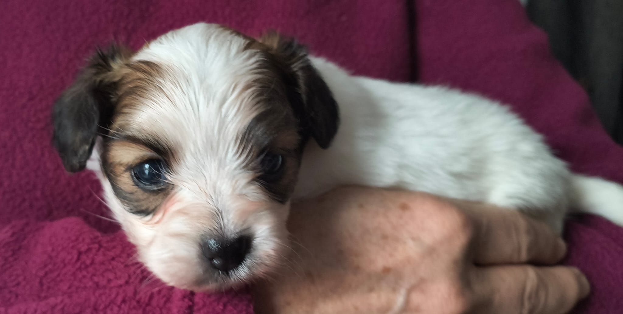 FORTUNA-Abrazo-Alado-FCI-phalene-pl-2025-10-05-4