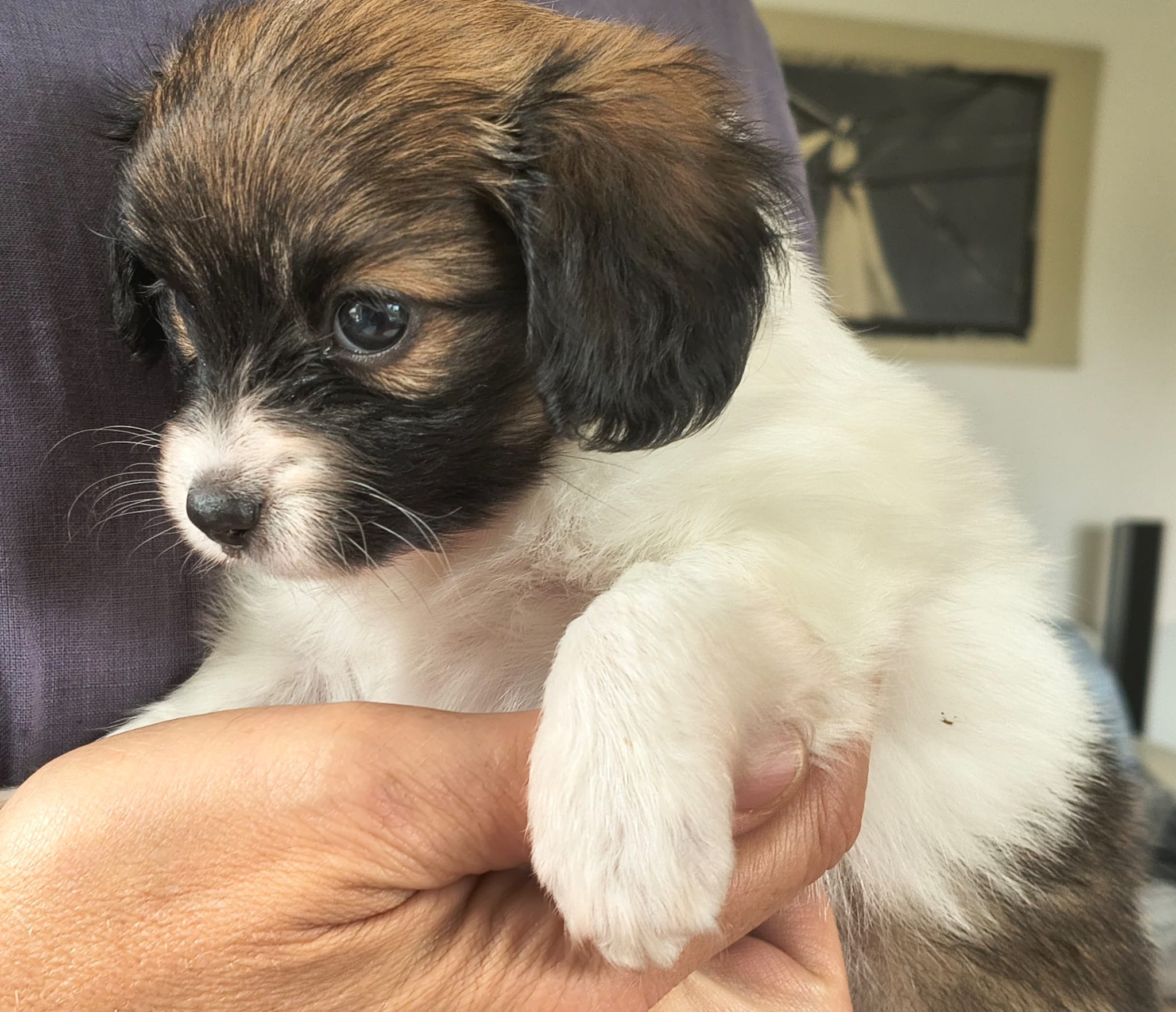 FRESEDO-Abrazo-Alado-FCI-phalene-2025-10-15-5-weeks-01