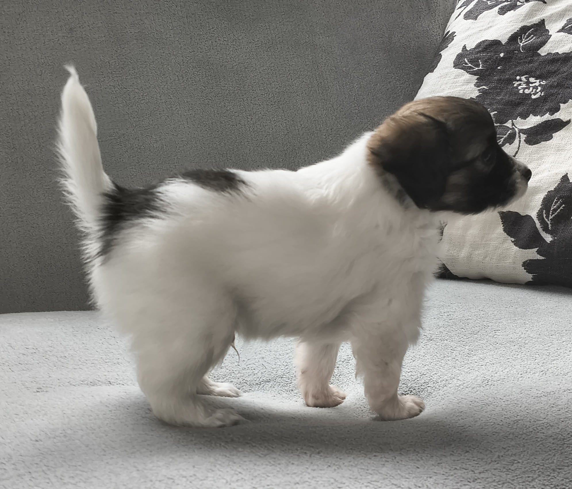 FRESEDO-Abrazo-Alado-FCI-phalene-2025-10-15-5-weeks-02