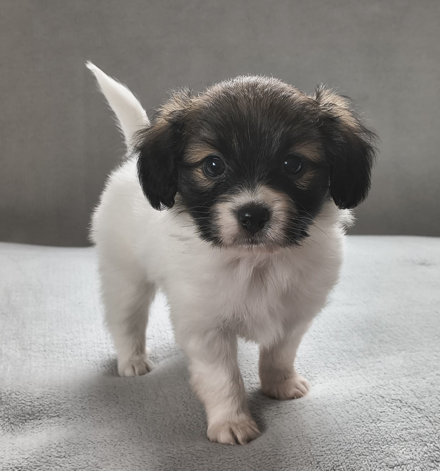 FRESEDO-Abrazo-Alado-FCI-phalene-2025-10-15-5-weeks-03