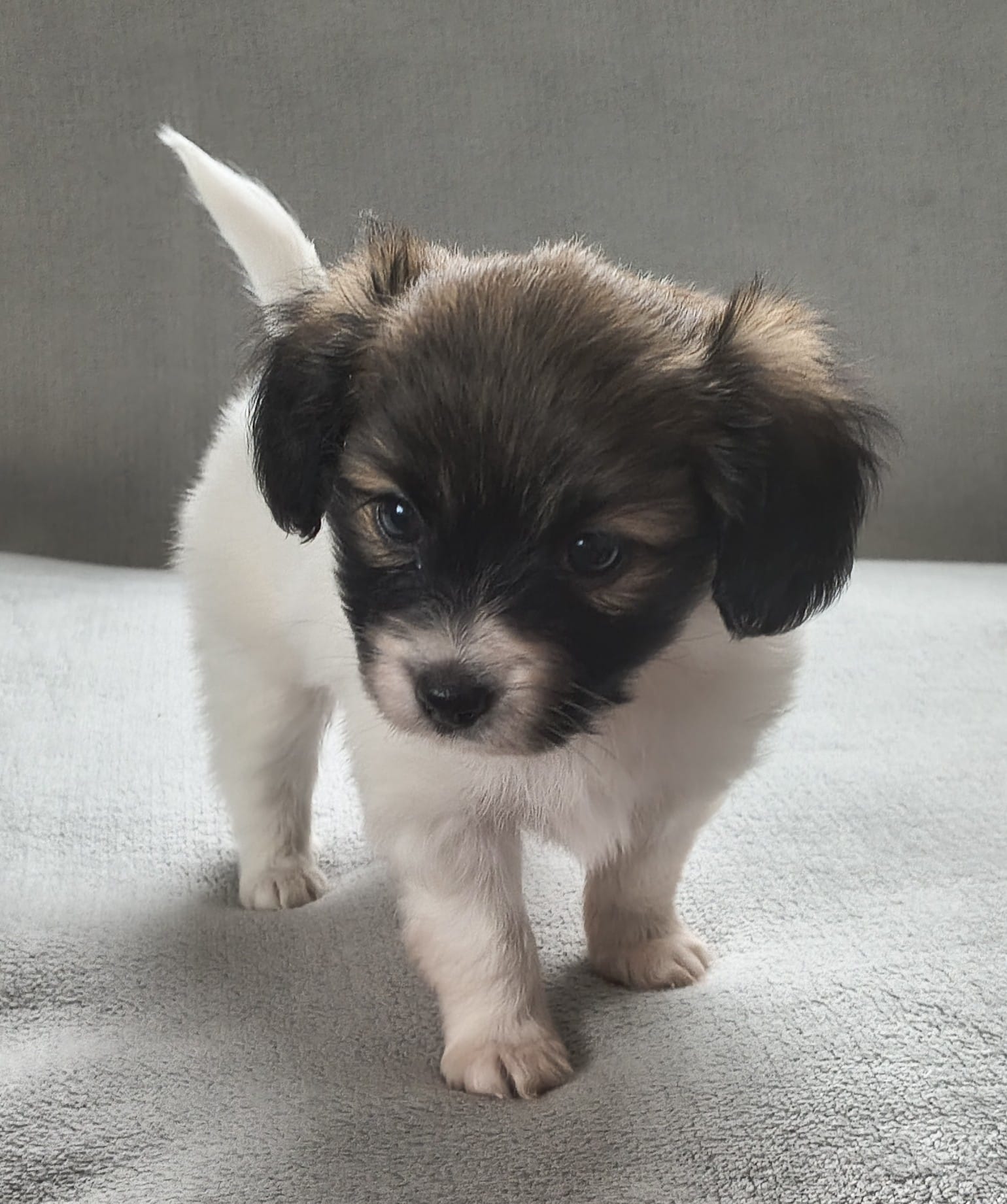 FRESEDO-Abrazo-Alado-FCI-phalene-2025-10-15-5-weeks-04