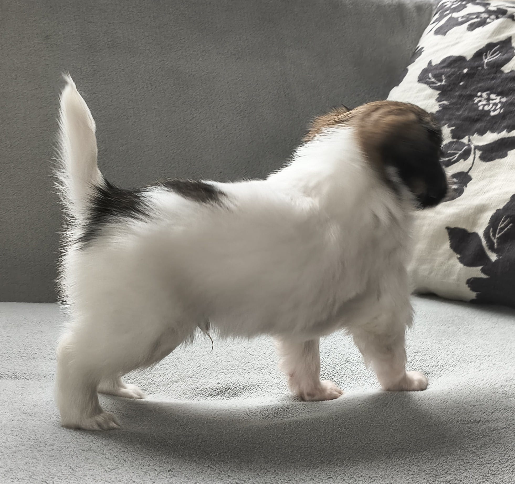 FRESEDO-Abrazo-Alado-FCI-phalene-2025-10-15-5-weeks-05