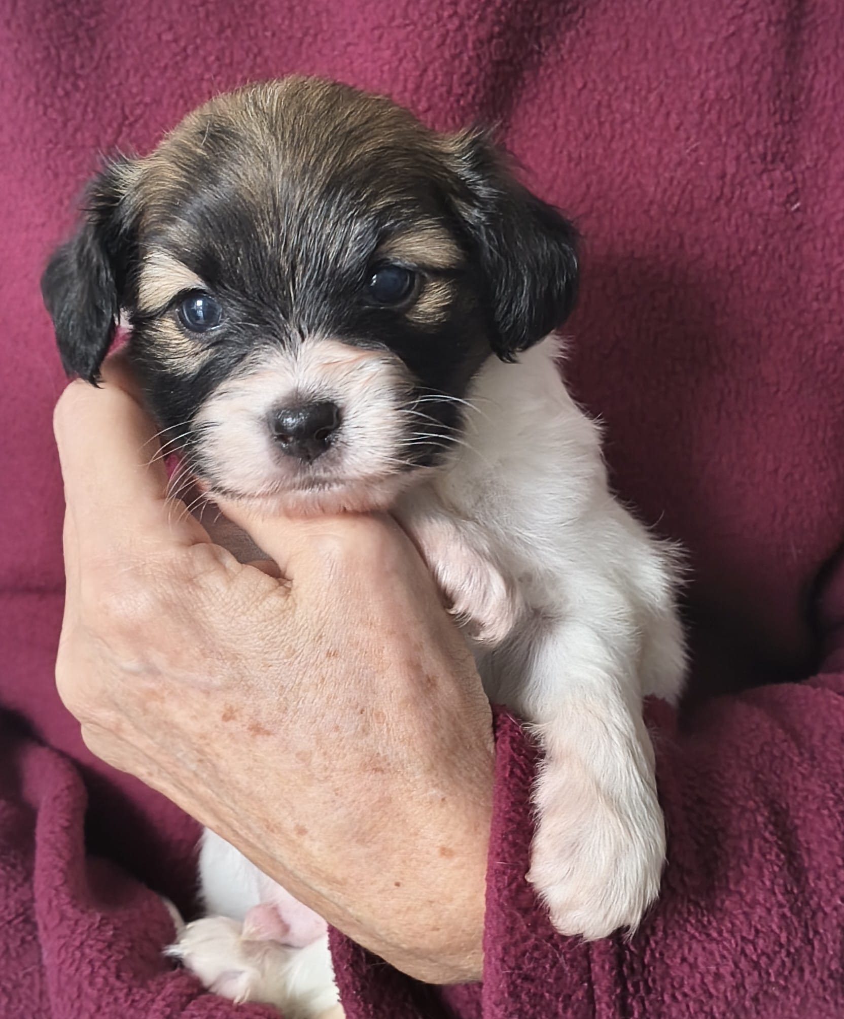 FRESEDO-Abrazo-Alado-FCI-phalene-pl-2025-10-05-1