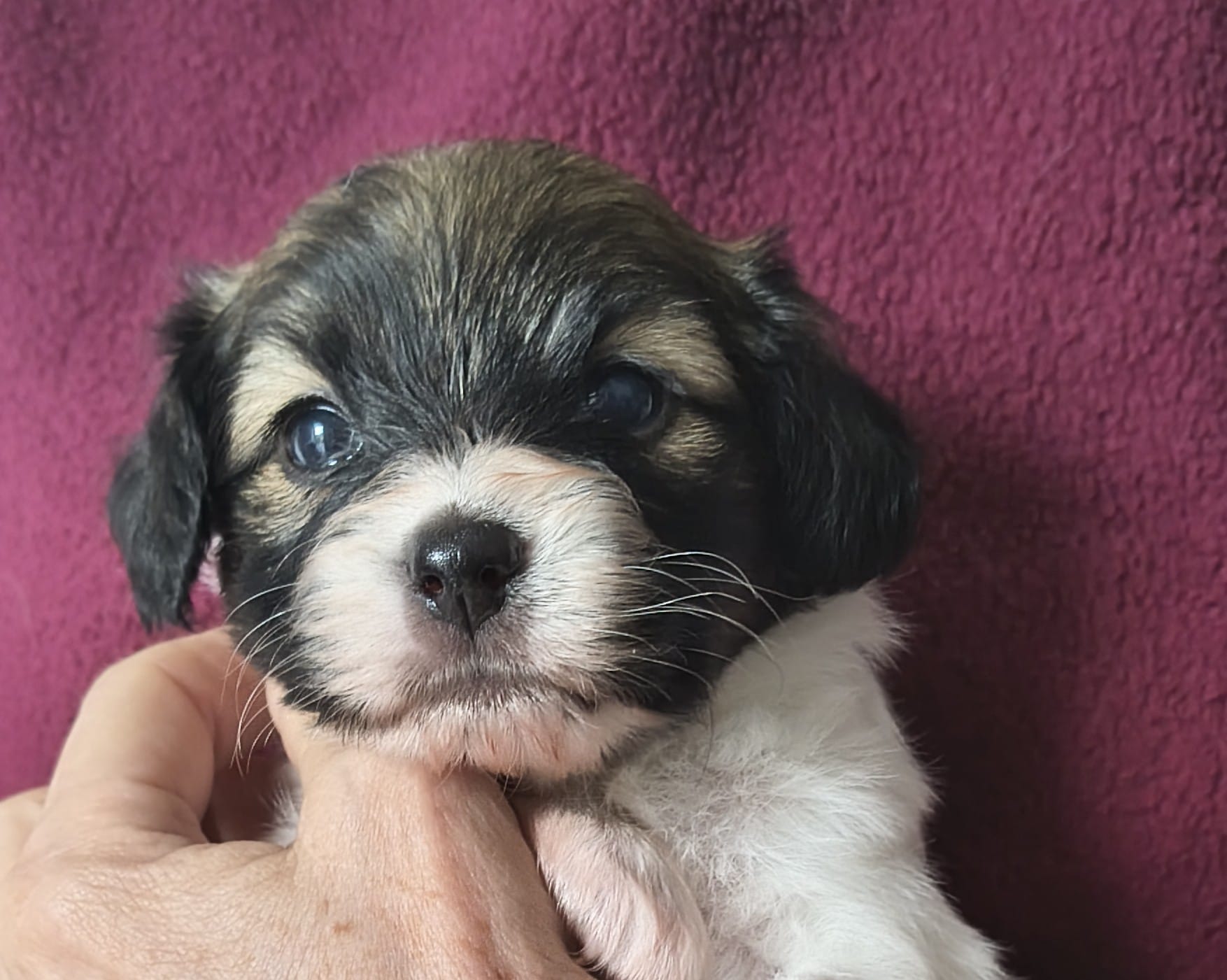 FRESEDO-Abrazo-Alado-FCI-phalene-pl-2025-10-05-2