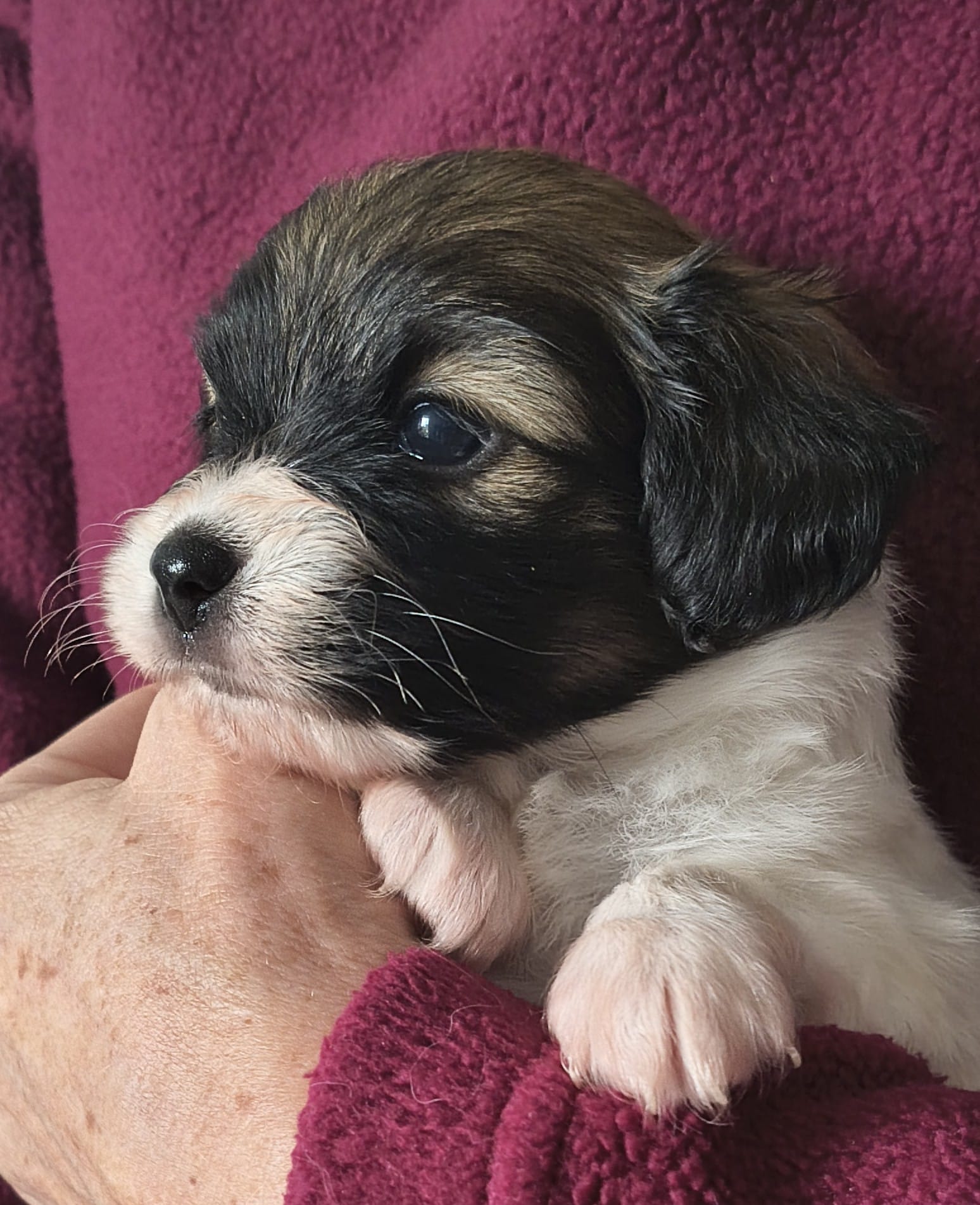 FRESEDO-Abrazo-Alado-FCI-phalene-pl-2025-10-05-3