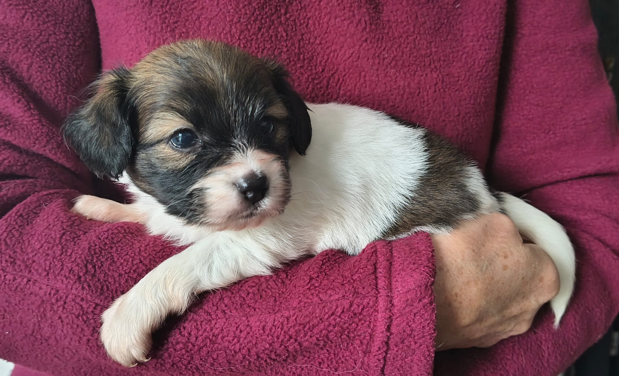 FRESEDO-Abrazo-Alado-FCI-phalene-pl-2025-10-05-5