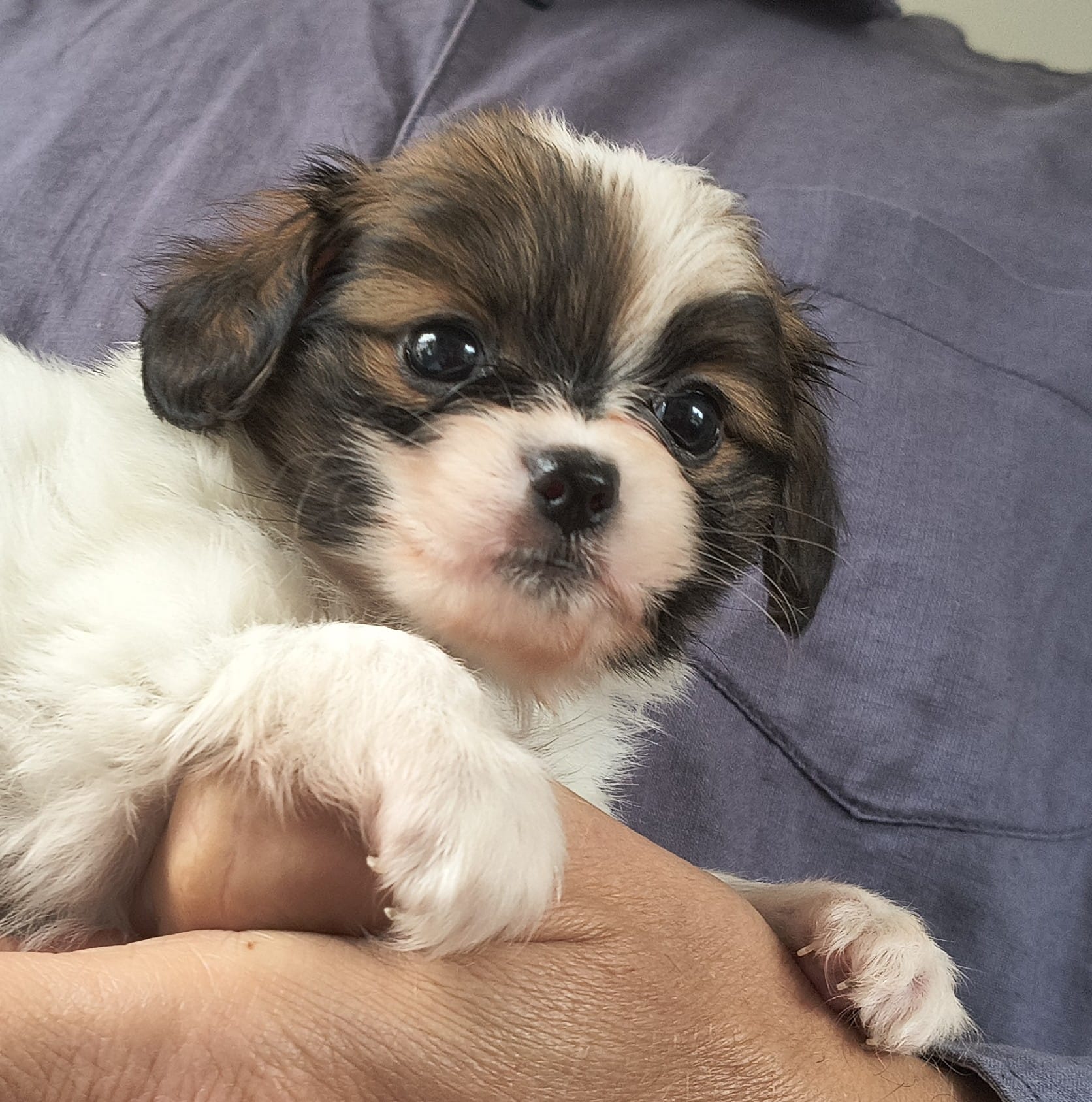 FRIVOLO-Abrazo-Alado-FCI-phalene-2025-10-15-5-weeks-01