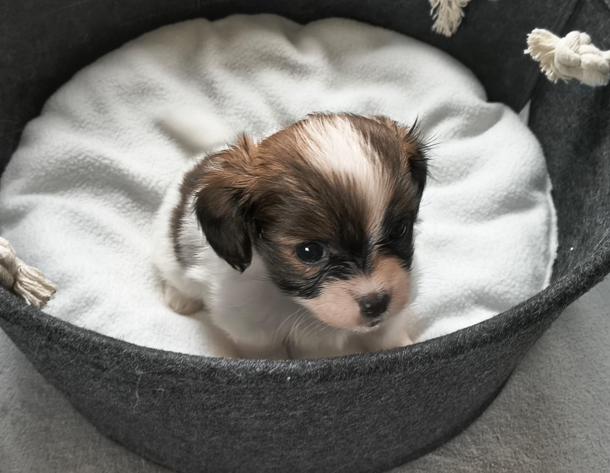 FRIVOLO-Abrazo-Alado-FCI-phalene-2025-10-15-5-weeks-03