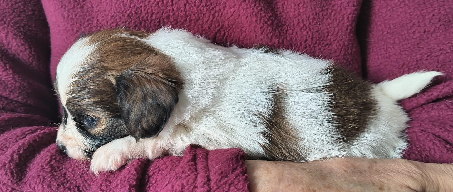 FRIVOLO-Abrazo-Alado-FCI-phalene-pl-2025-10-05-1