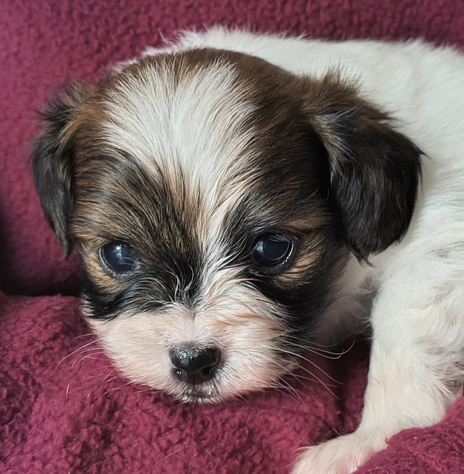 FRIVOLO-Abrazo-Alado-FCI-phalene-pl-2025-10-05-2