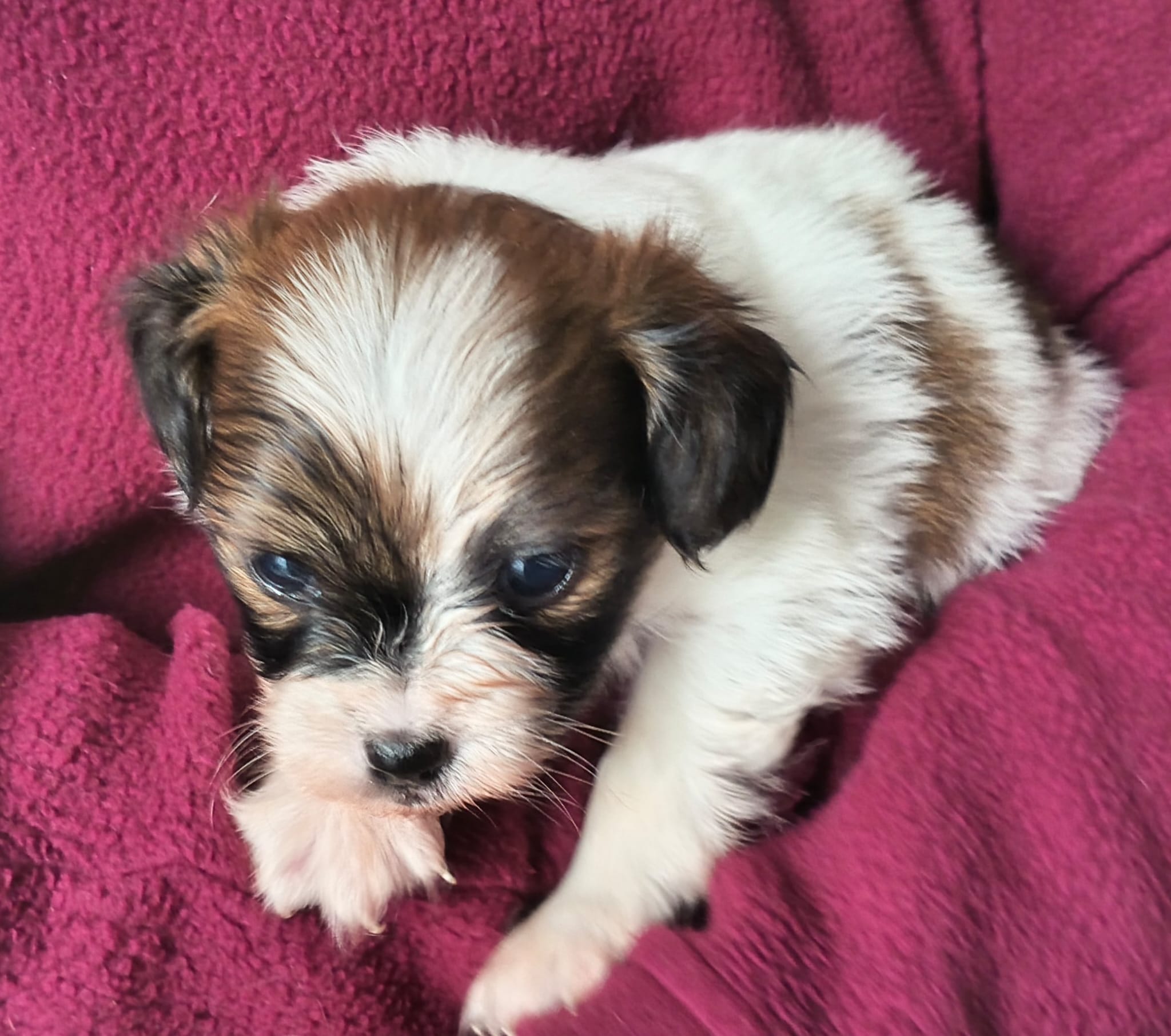 FRIVOLO-Abrazo-Alado-FCI-phalene-pl-2025-10-05-3