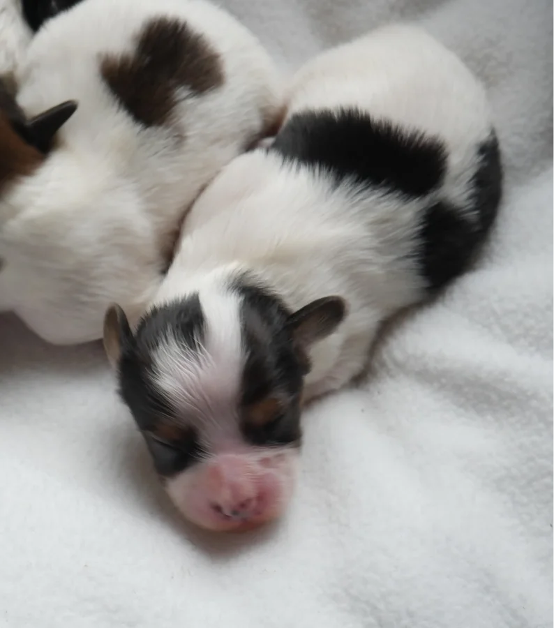 GERONIMO_PHALENE_1_AbrazzoAlado_P1050217