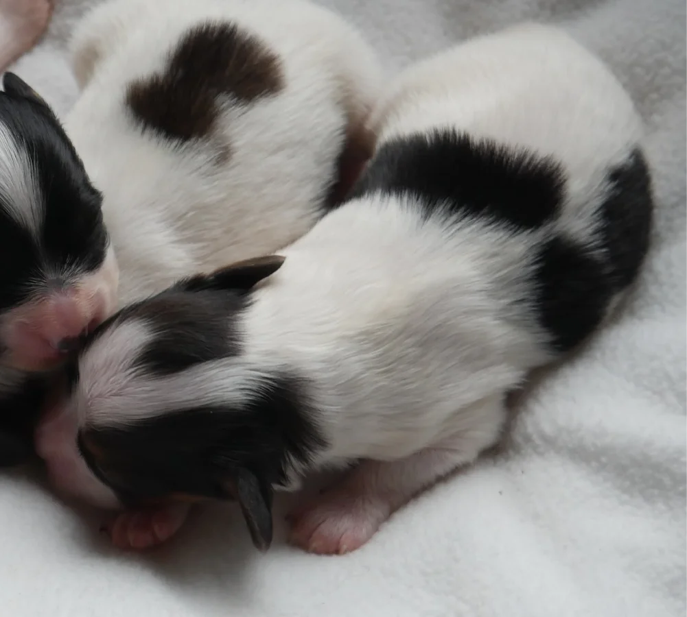 GERONIMO_PHALENE_2_AbrazzoAlado_P1050217