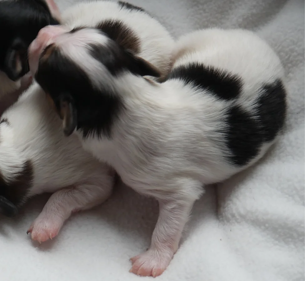 GERONIMO_PHALENE_3_AbrazzoAlado_P1050220