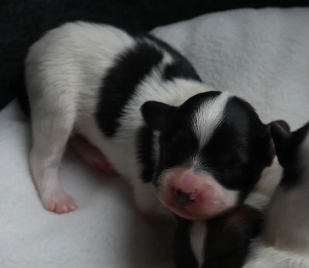 GONZALO_PHALENE_1_AbrazzoAlado_P1050227