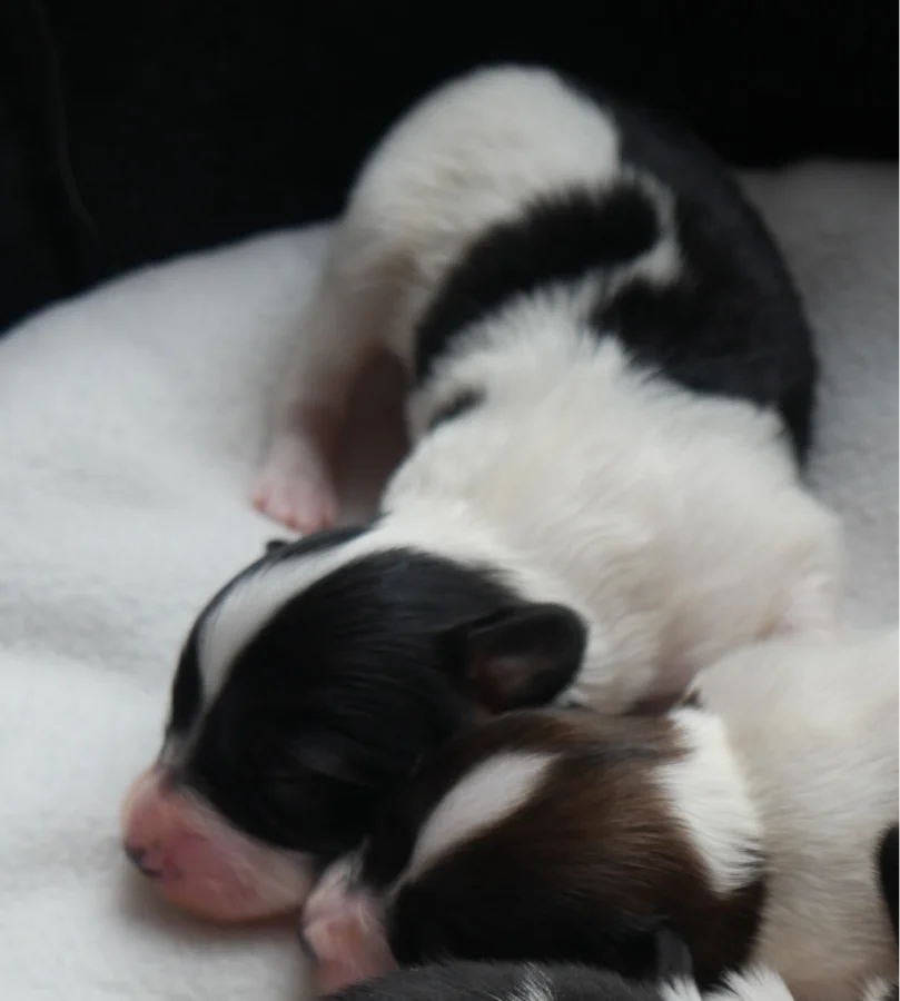 GONZALO_PHALENE_2_AbrazzoAlado_P1050234