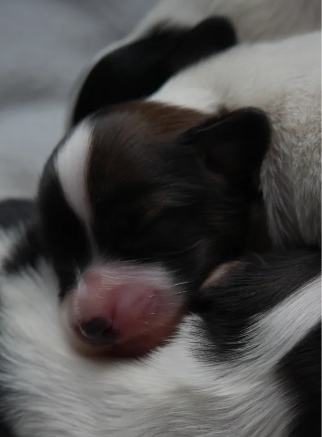 GUSTO_PHALENE_1_AbrazzoAlado_P1050251