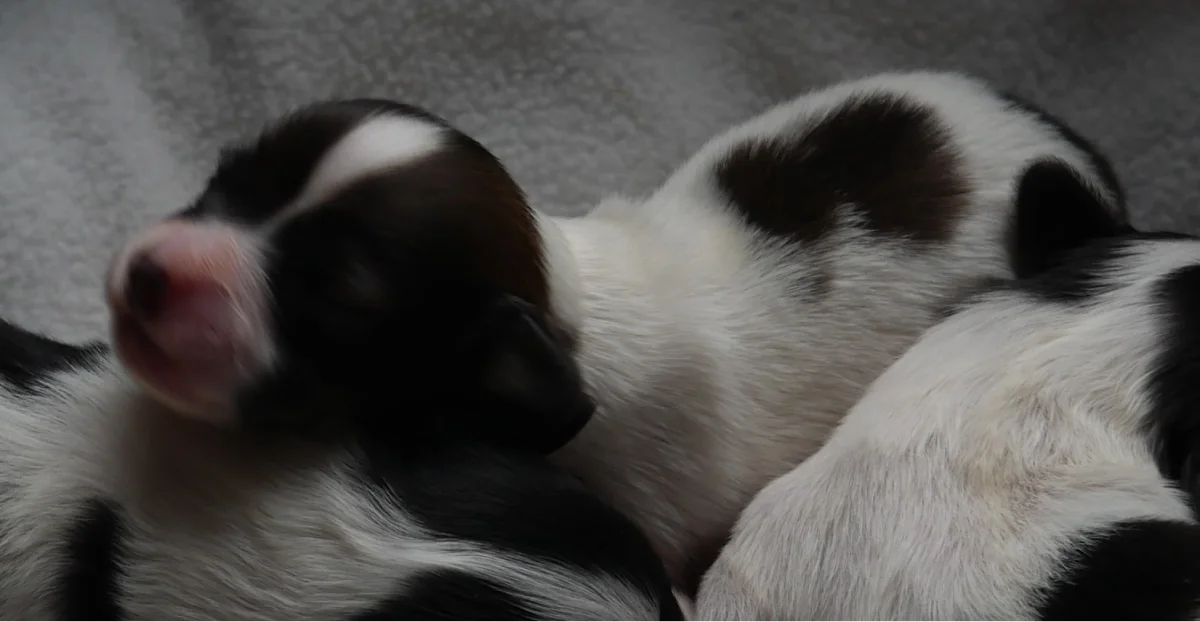 GUSTO_PHALENE_2_AbrazzoAlado_P1050222