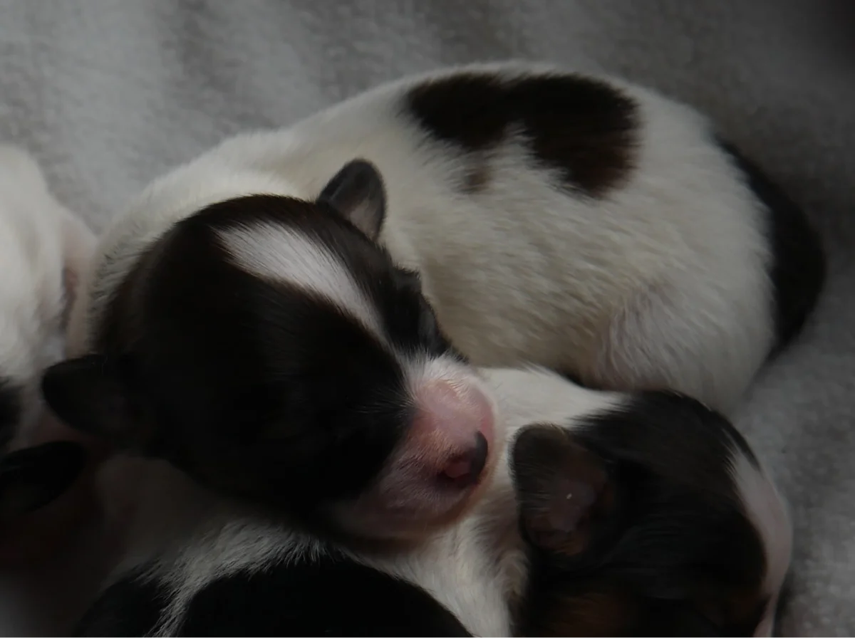 GUSTO_PHALENE_3_AbrazzoAlado_P1050226