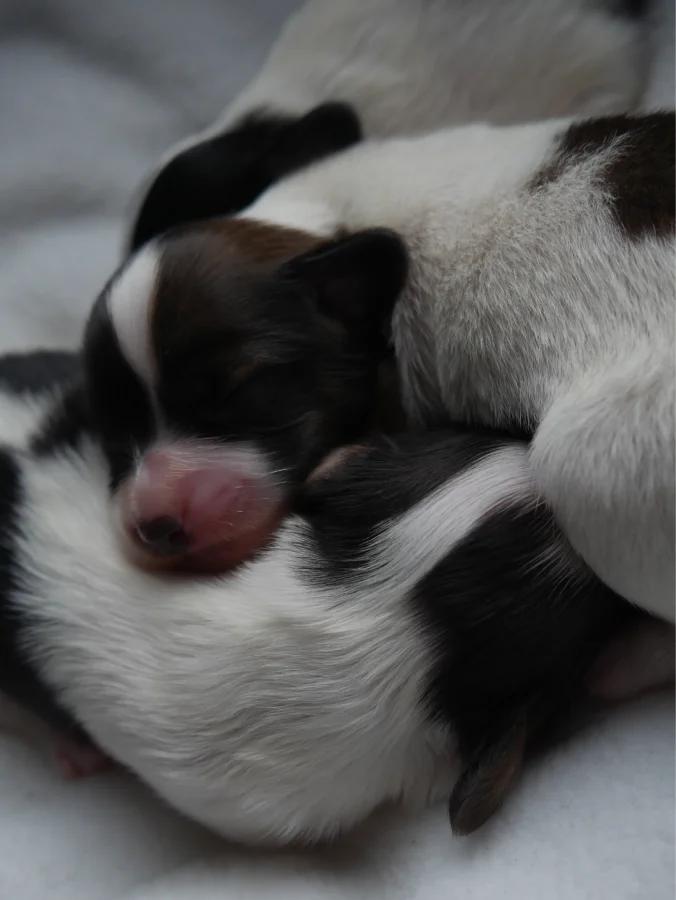 GUSTO_PHALENE_5_AbrazzoAlado_P1050252