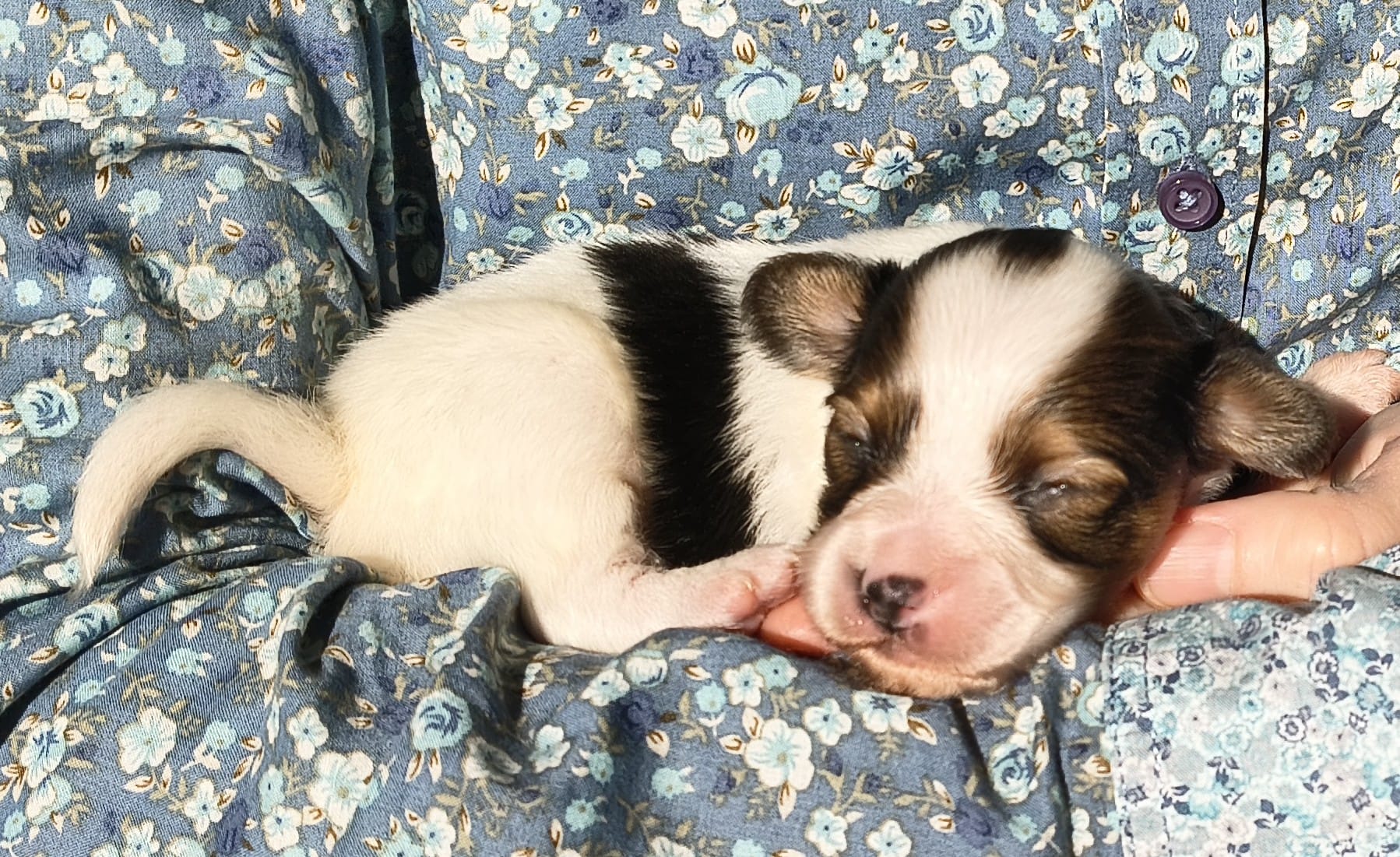 Geronimo-01-Abrazo-Alado-FCI-phalene-pl-2025-10-25