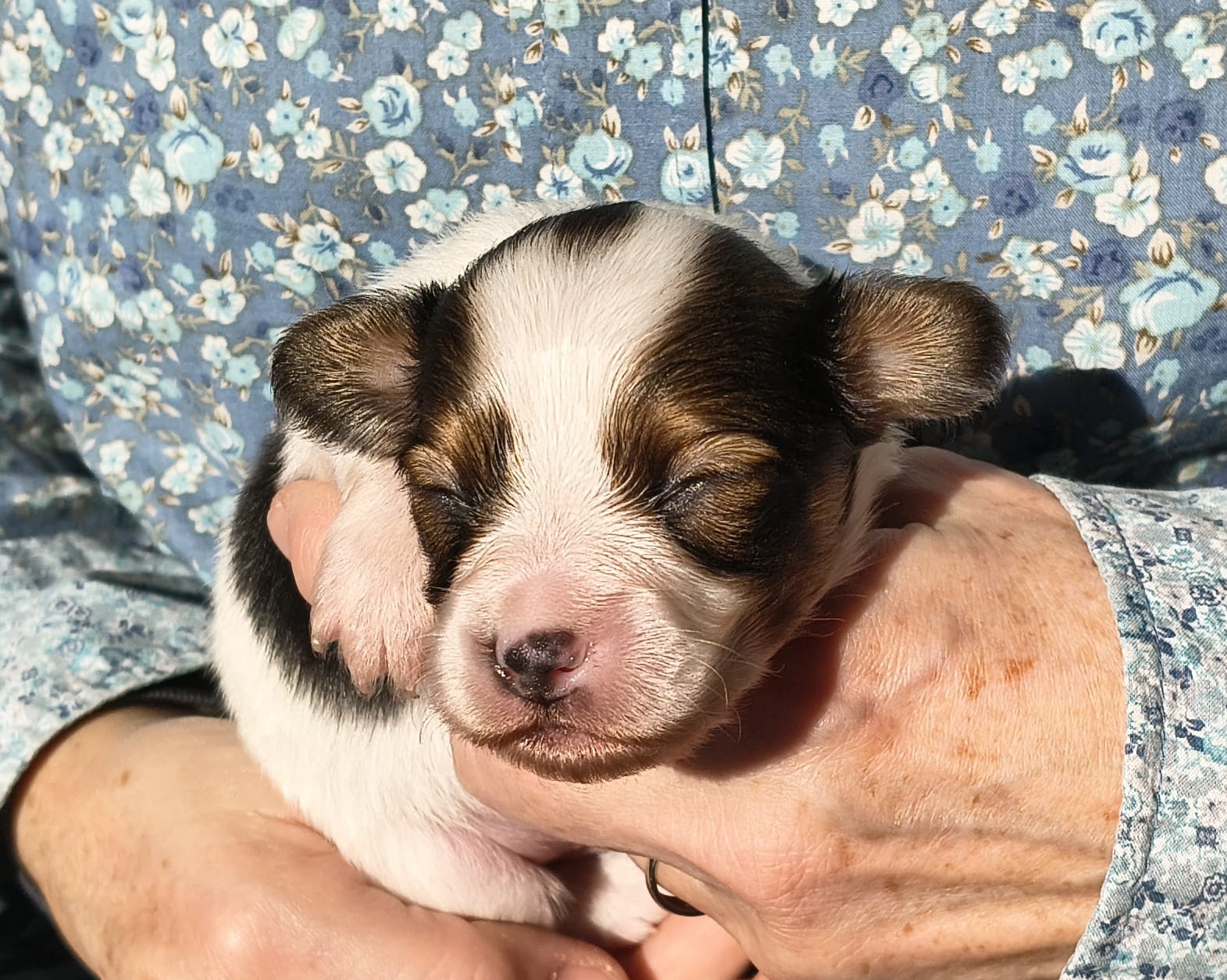 Geronimo-02-Abrazo-Alado-FCI-phalene-pl-2025-10-25