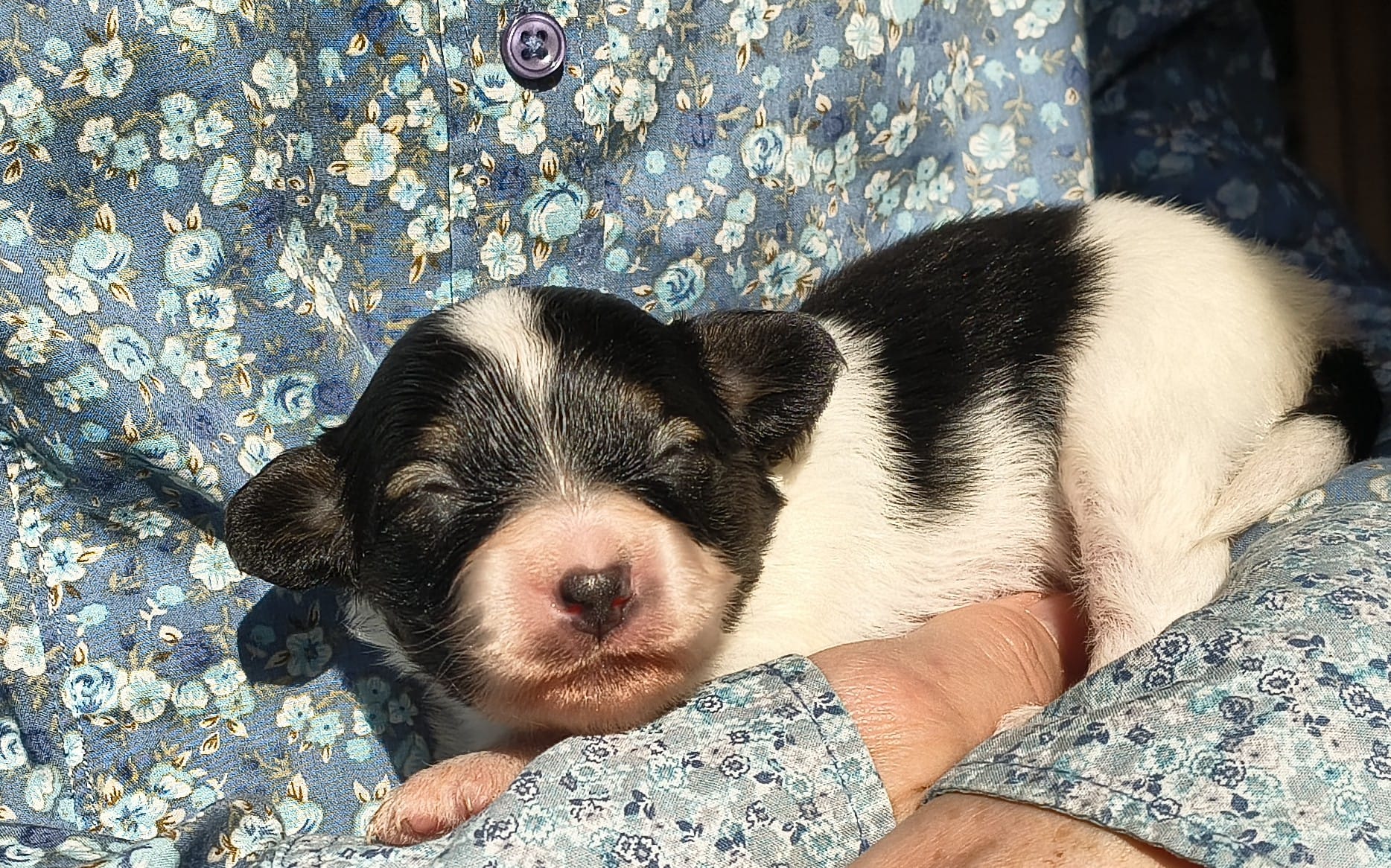 Gonzalo-01-Abrazo-Alado-FCI-phalene-pl-2025-10-25