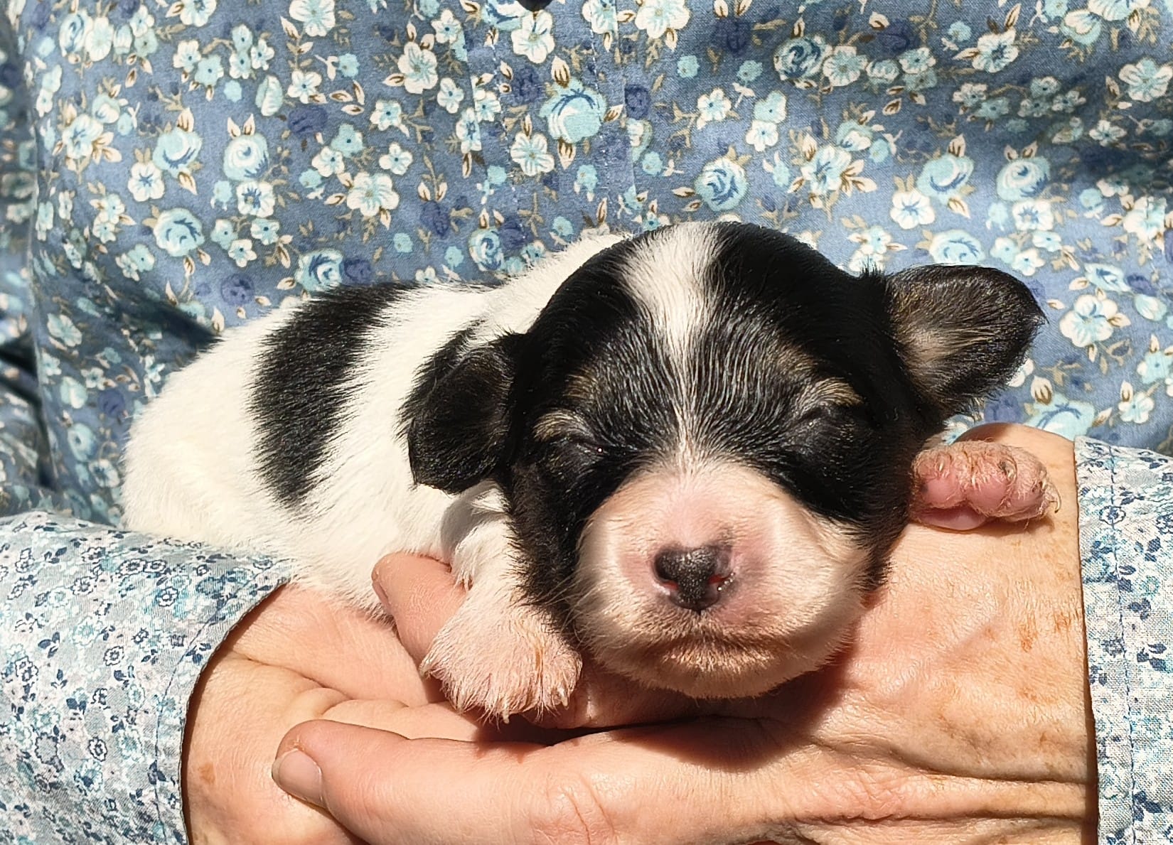 Gonzalo-02-Abrazo-Alado-FCI-phalene-pl-2025-10-25