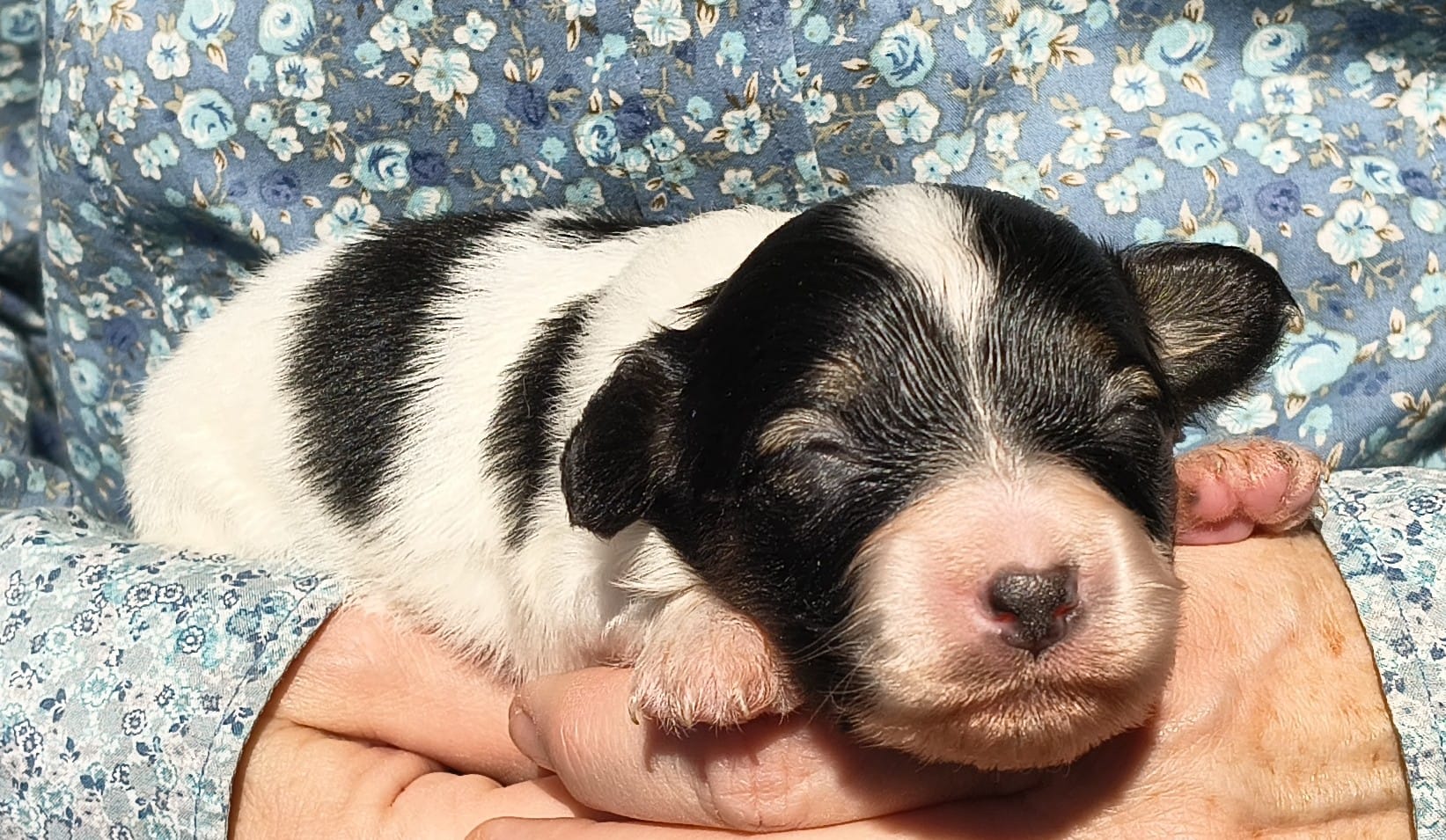 Gonzalo-03-Abrazo-Alado-FCI-phalene-pl-2025-10-25