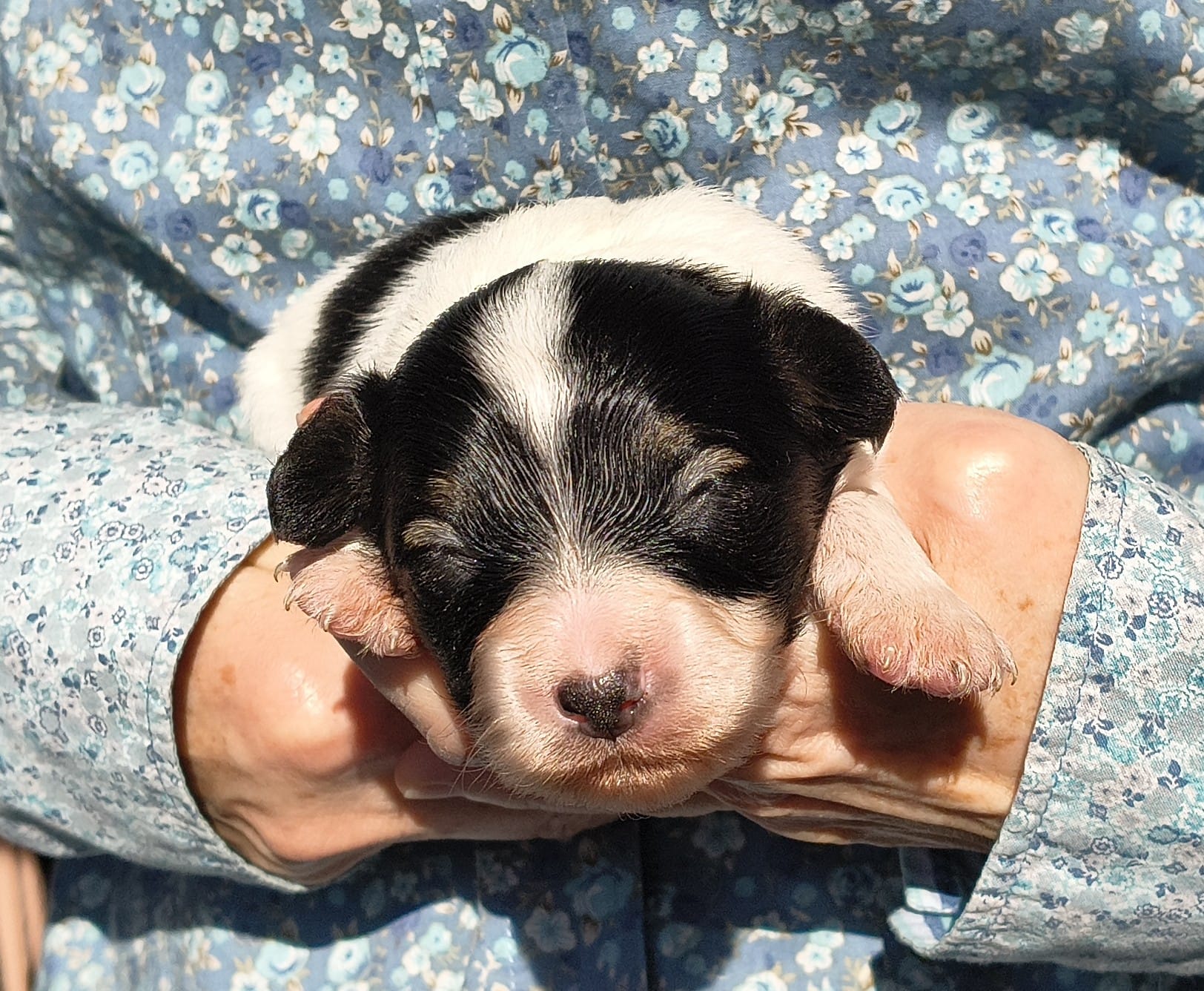 Gonzalo-04-Abrazo-Alado-FCI-phalene-pl-2025-10-25