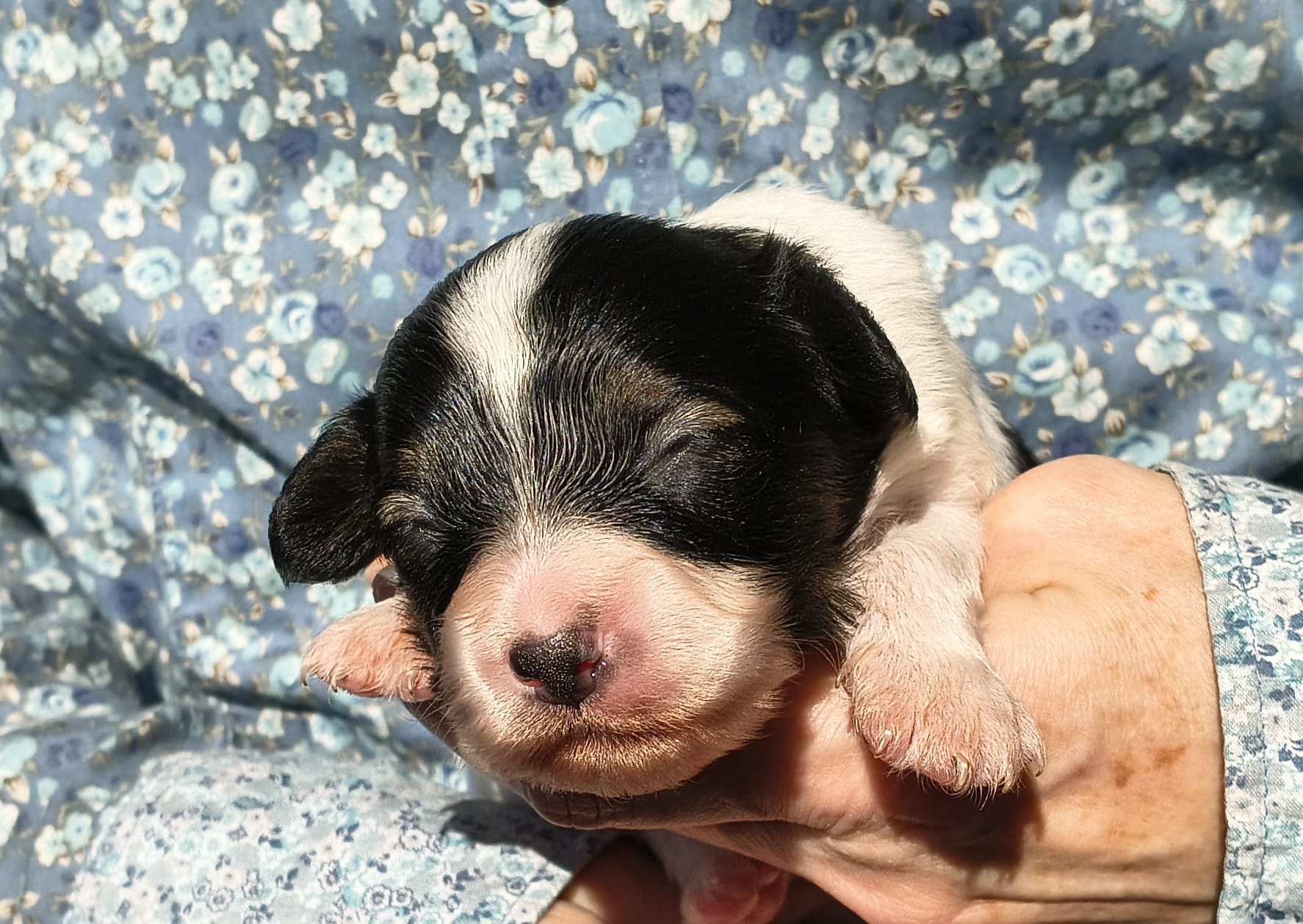 Gonzalo-05-Abrazo-Alado-FCI-phalene-pl-2025-10-25