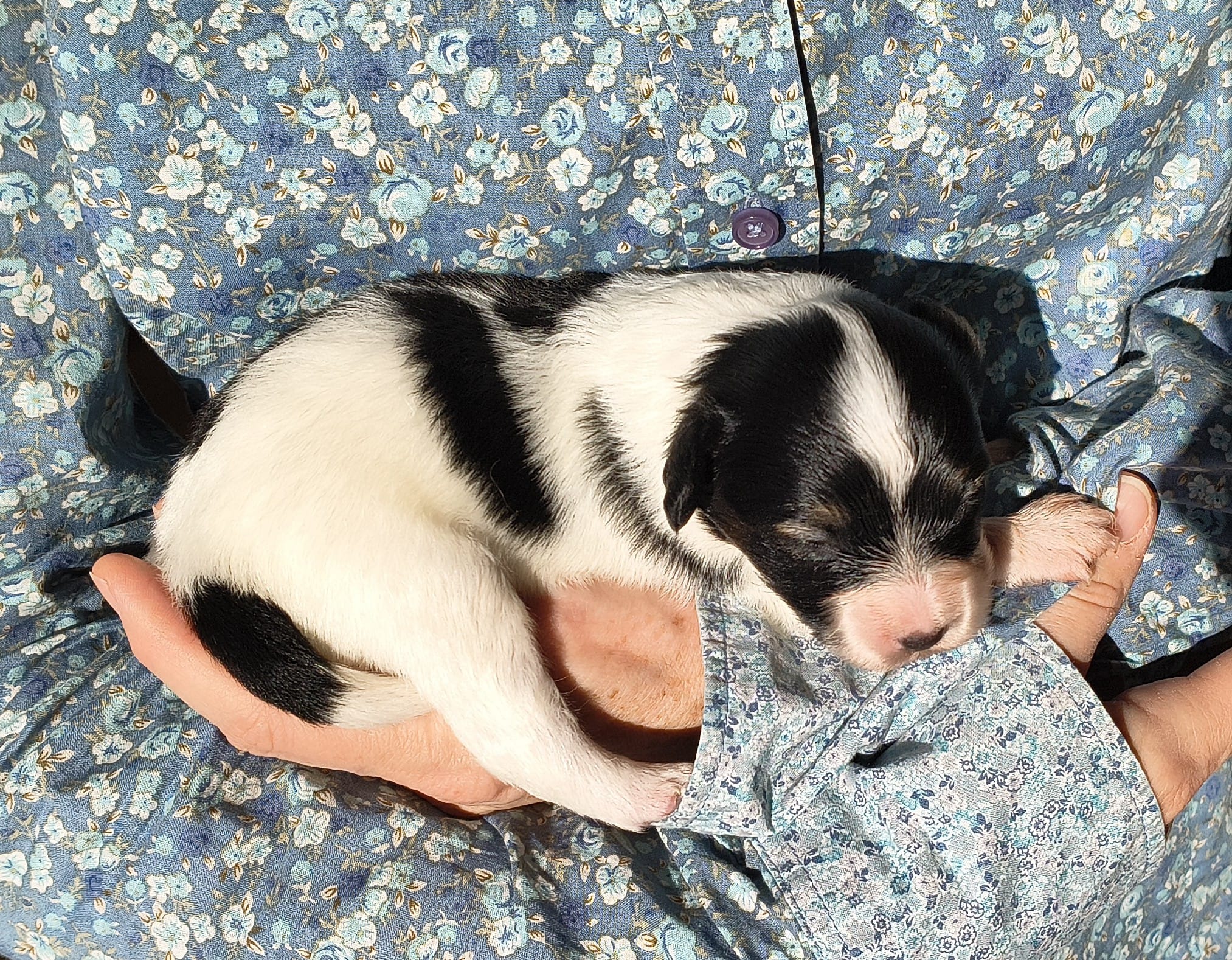 Gonzalo-06-Abrazo-Alado-FCI-phalene-pl-2025-10-25