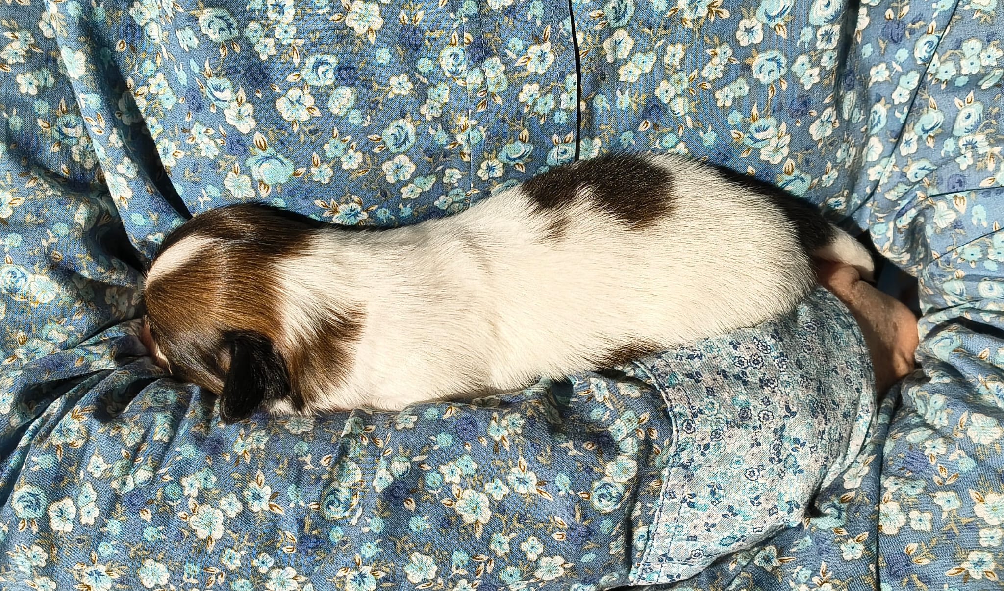 Gusto-01-Abrazo-Alado-FCI-phalene-pl-2025-10-25