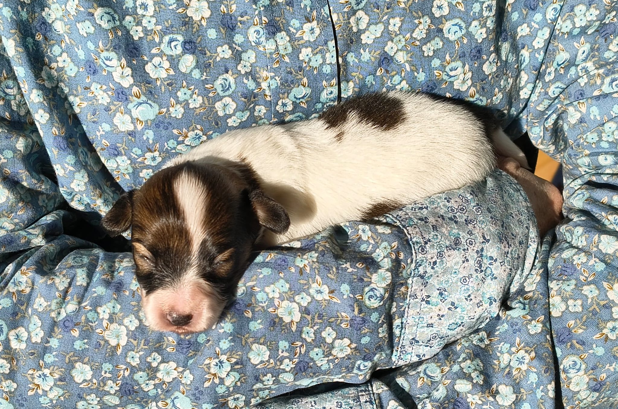 Gusto-03-Abrazo-Alado-FCI-phalene-pl-2025-10-25