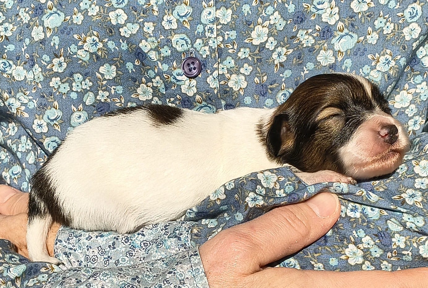 Gusto-04-Abrazo-Alado-FCI-phalene-pl-2025-10-25