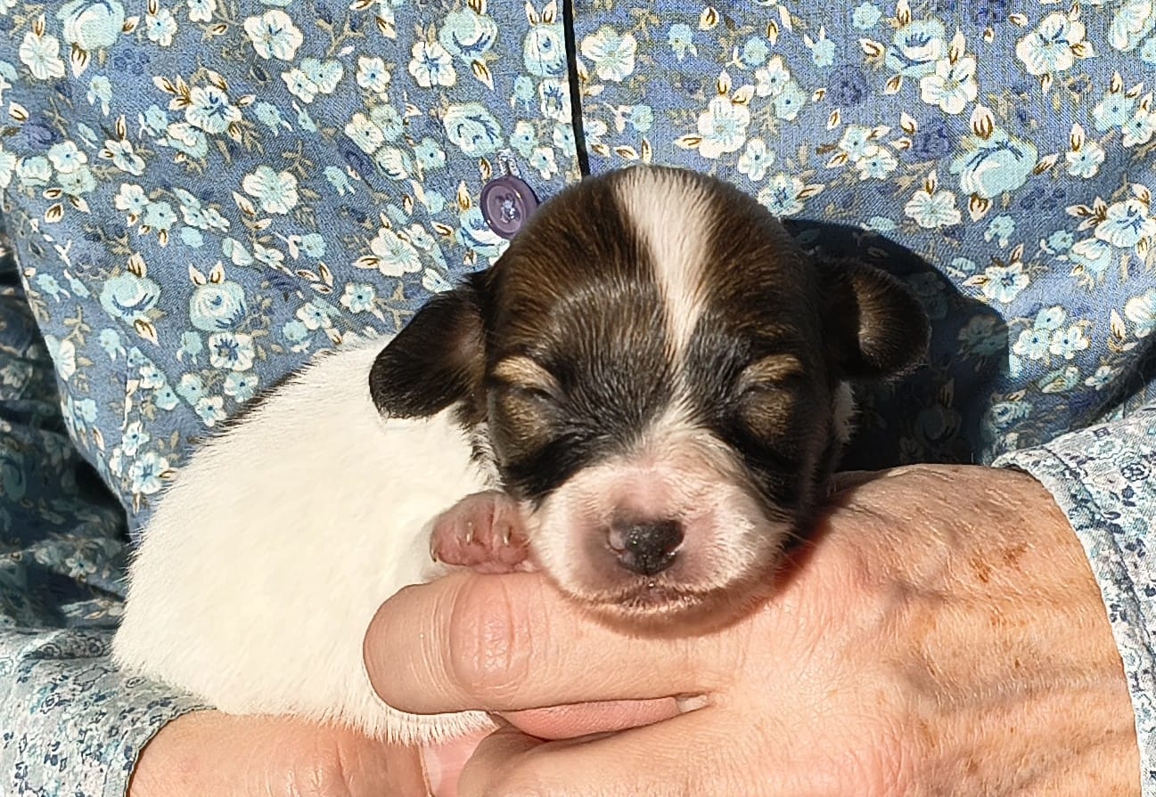 Gusto-05-Abrazo-Alado-FCI-phalene-pl-2025-10-25