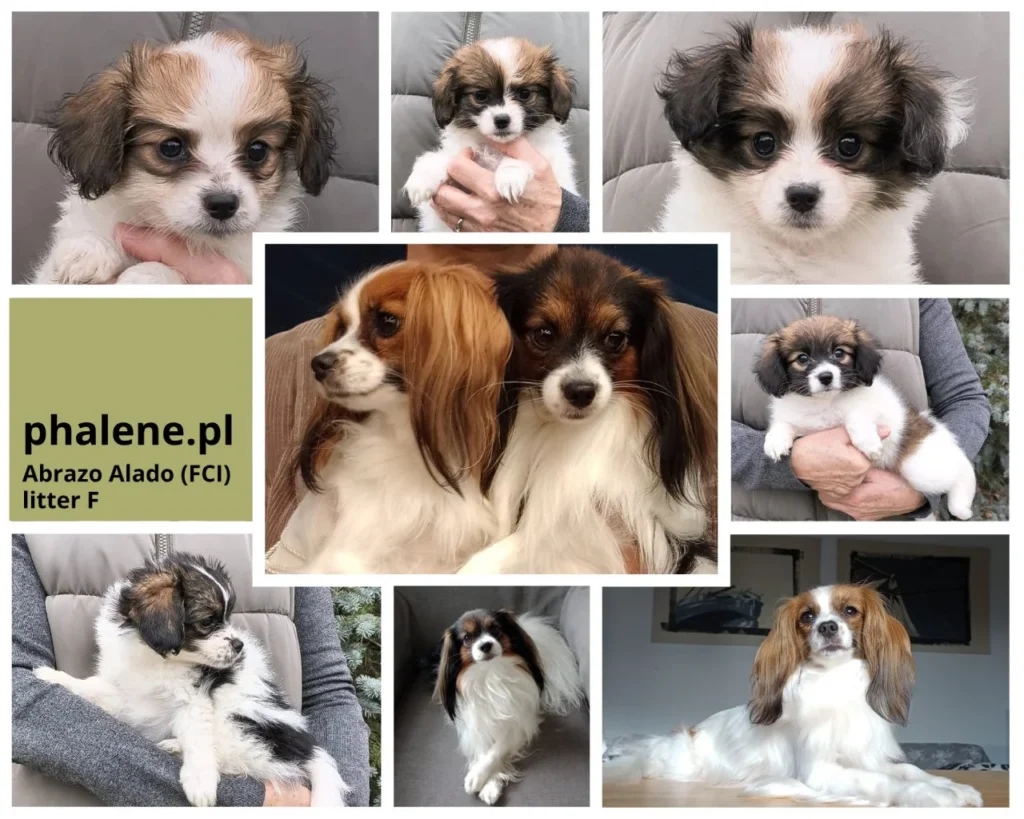 Abrazo-Alado-FCI-phalene-pl-litter-F-phone