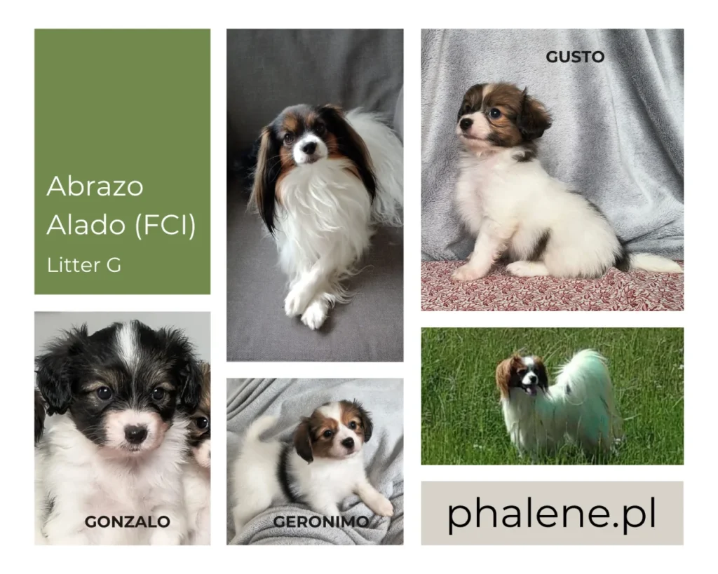 Abrazo-Alado-FCI-phalene-pl-litter-G-phone