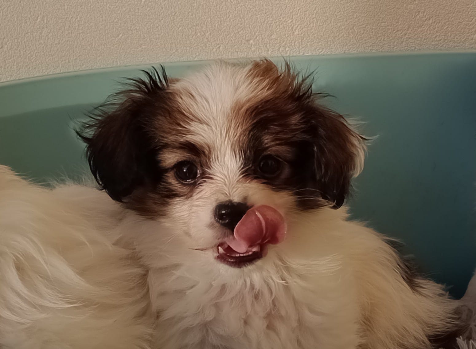 FAVORIA-Abrazo-Alado-FCI-phalene-7-weeks