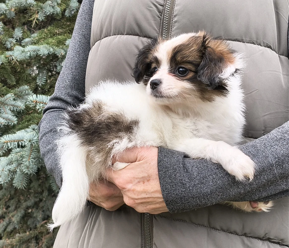 FAVORIA-Abrazo-Alado-FCI-phalene-pl-7-weeks-02