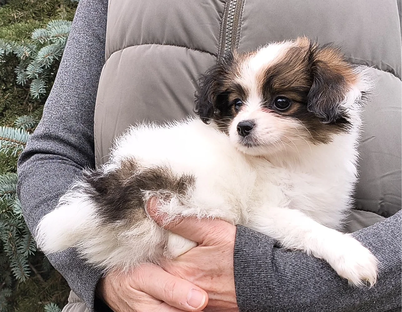 FAVORIA-Abrazo-Alado-FCI-phalene-pl-7-weeks-04