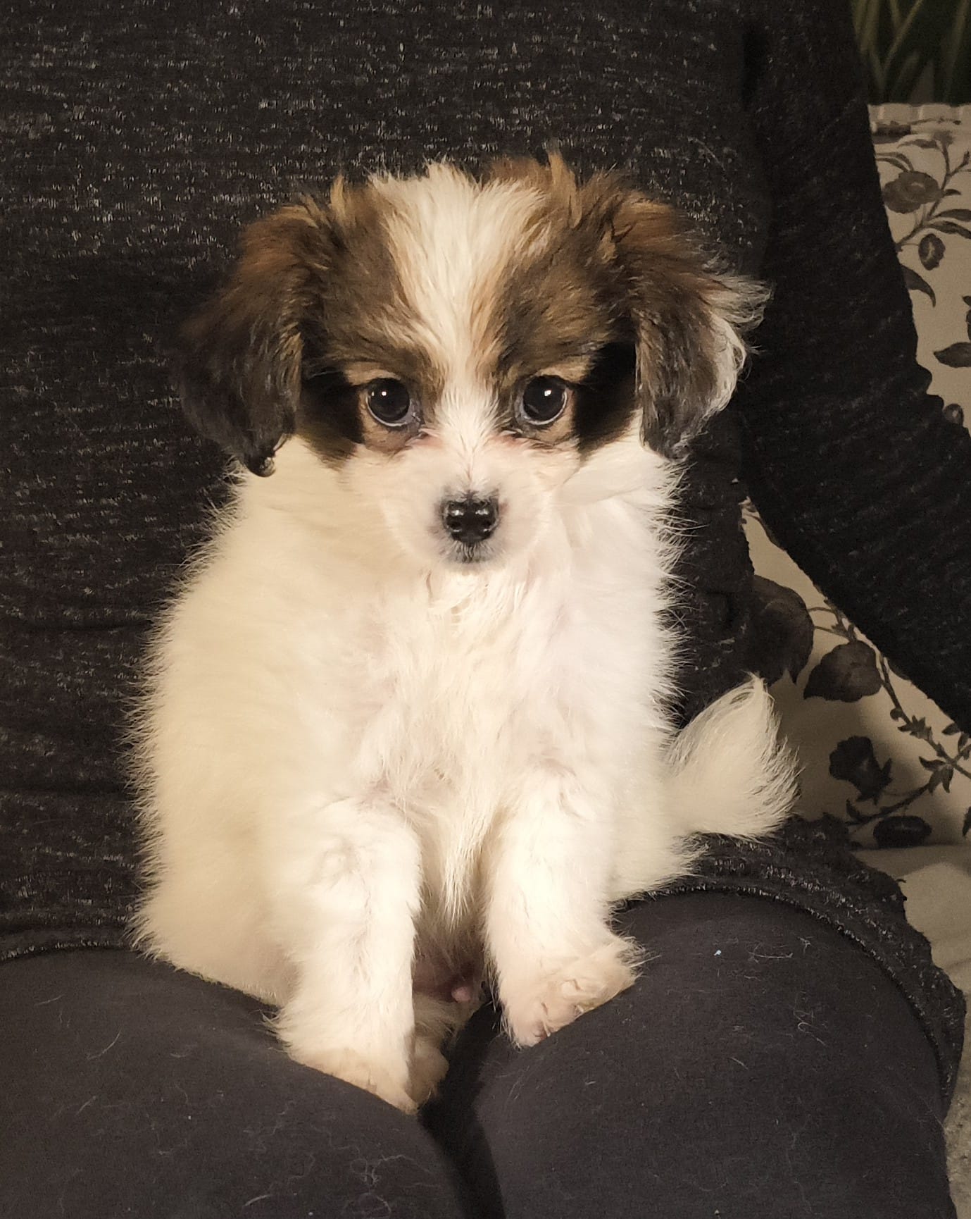 FAVORIA-Abrazo-Alado-FCI-phalene-pl-9-weeks-01