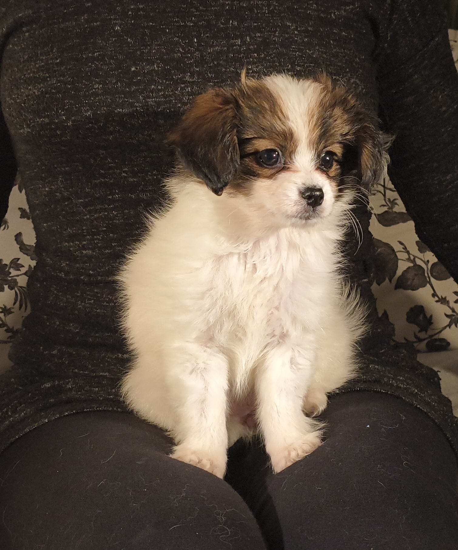 FAVORIA-Abrazo-Alado-FCI-phalene-pl-9-weeks-02