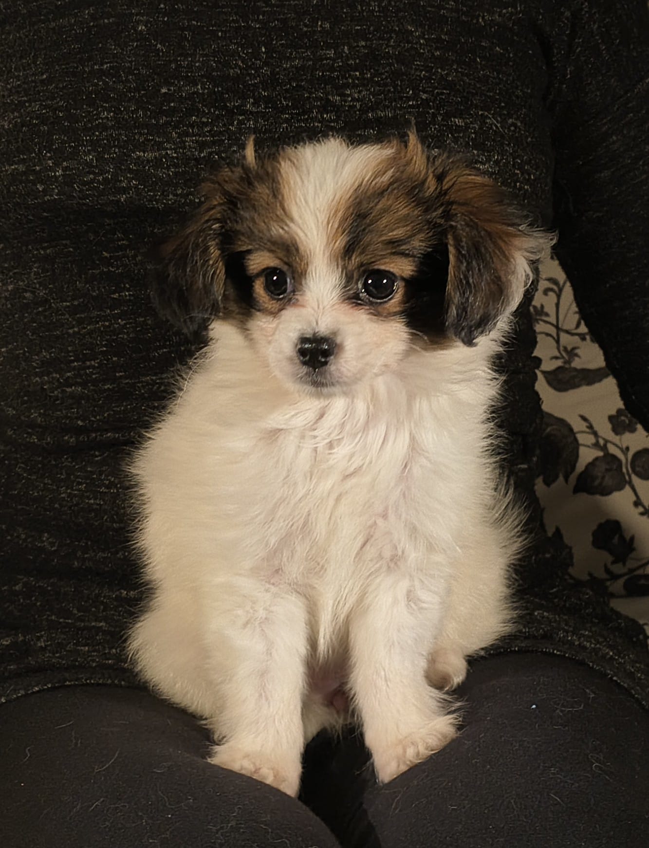 FAVORIA-Abrazo-Alado-FCI-phalene-pl-9-weeks-03