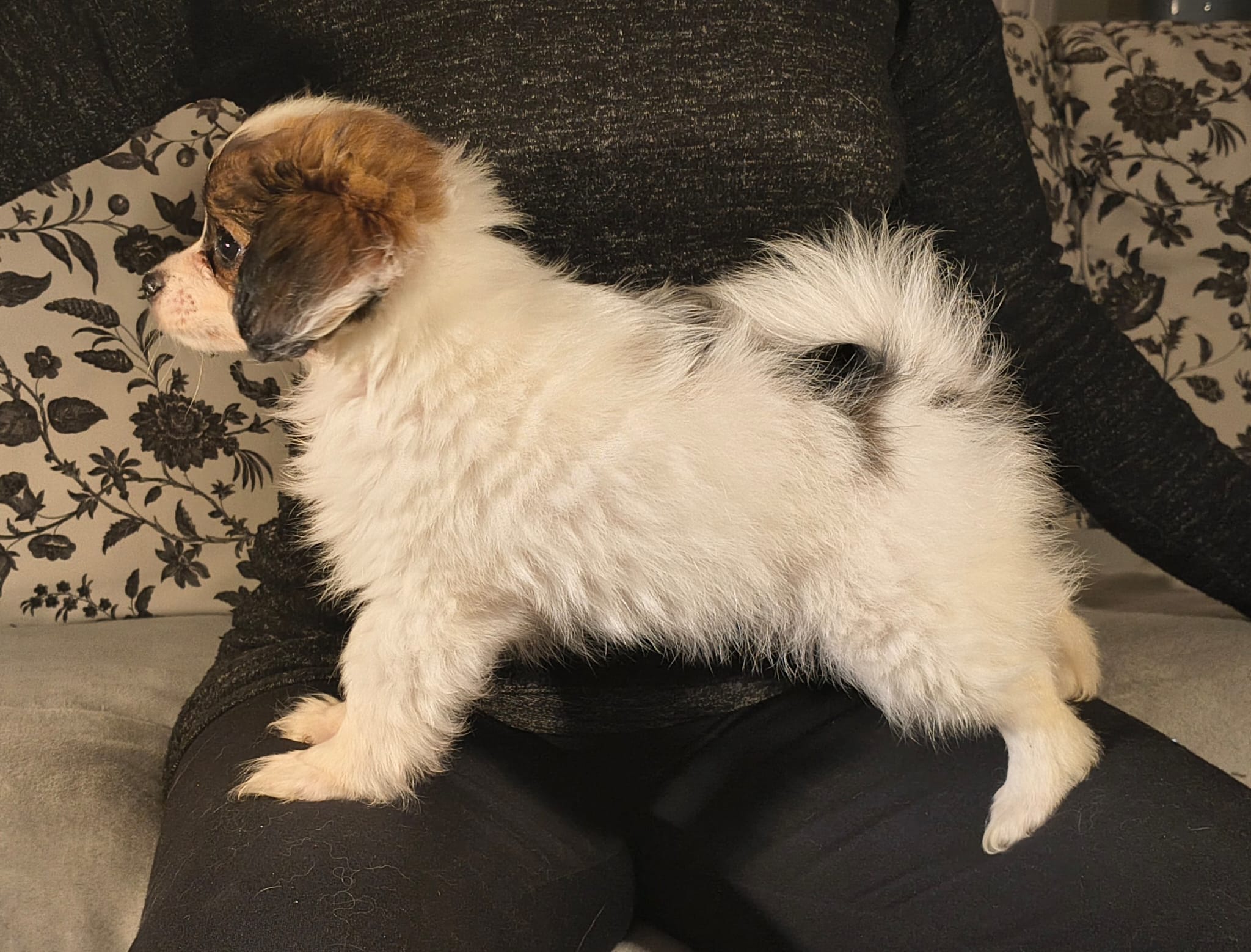 FAVORIA-Abrazo-Alado-FCI-phalene-pl-9-weeks-04