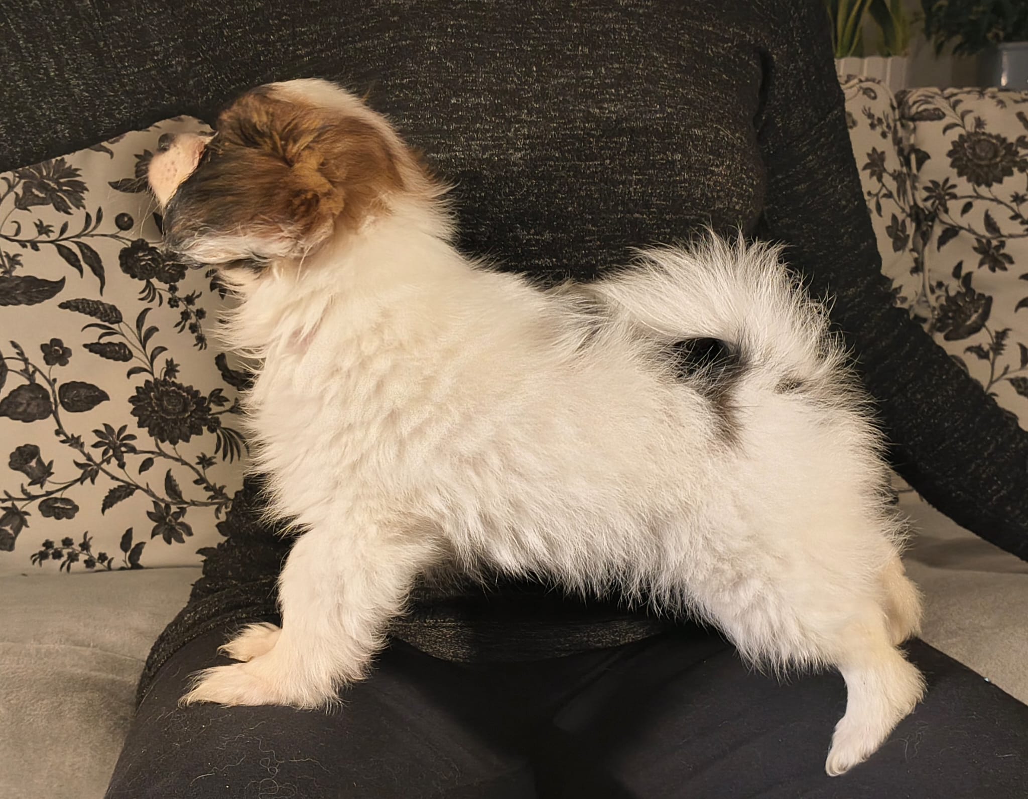 FAVORIA-Abrazo-Alado-FCI-phalene-pl-9-weeks-05